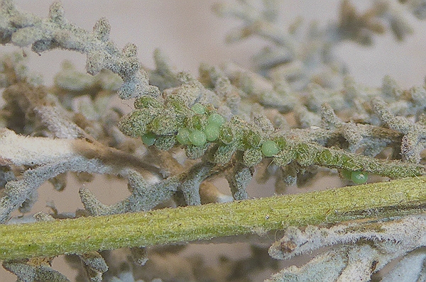Alvaradoia numerica, Noctuidae
